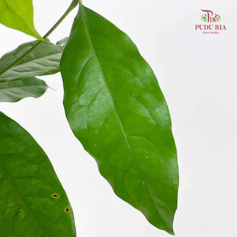 Salal Leaf - (Per Bundle)