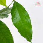 Salal Leaf - (Per Bundle)