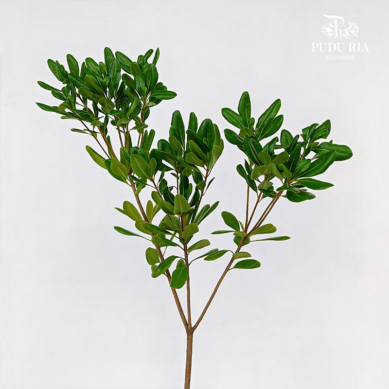 Pittosporum Tobira Leaf 花叶海桐 - (Per Bundle)