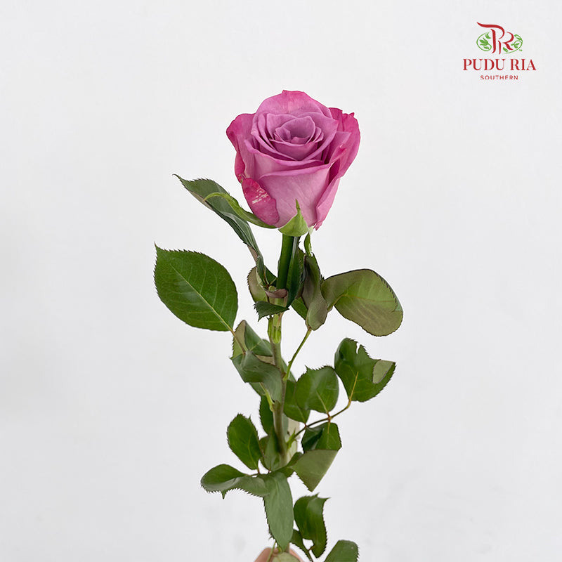 Rose Moody Blue - (8-10 Stems)