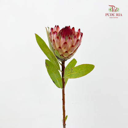 Protea Robijn 红宝石帝王花 - (2 Stems)