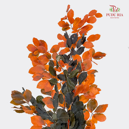 Dry Copper Beech Fagus