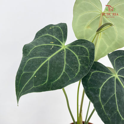 Anthurium Crassinerrium