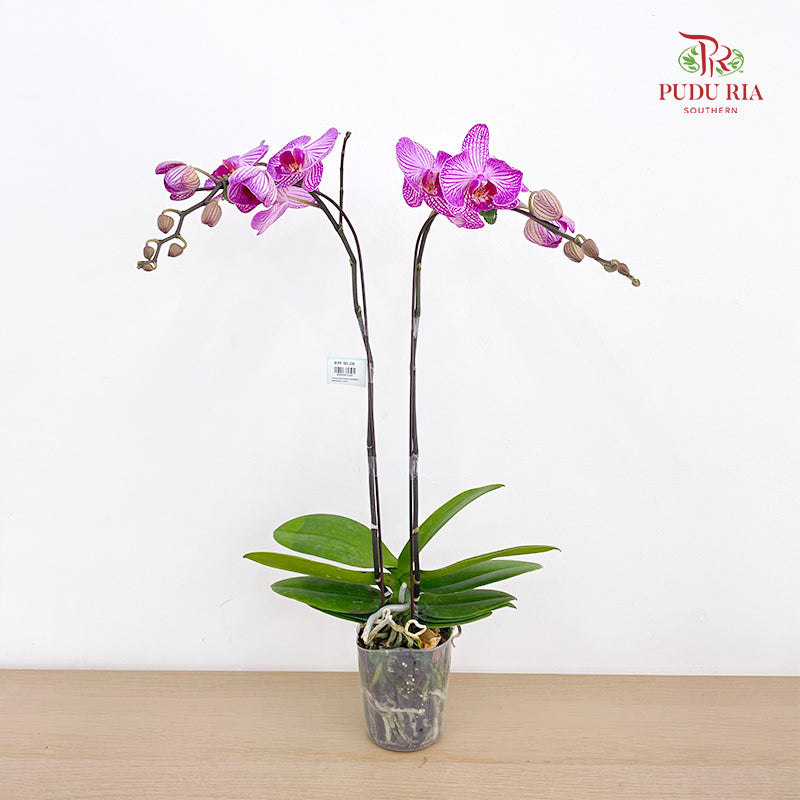 Phalaenopsis Orchid White Line Purple Medium Double Stems