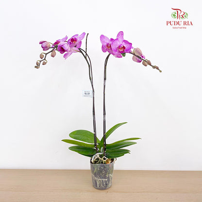 Phalaenopsis Orchid White Line Purple Medium Double Stems