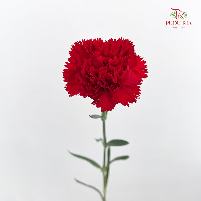 Carnation 康乃馨 Red - (18-20 Stems)