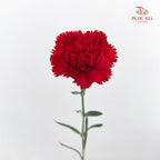 Carnation 康乃馨 Red - (18-20 Stems)