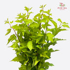 Maple Box Leaf - (Per Bundle)