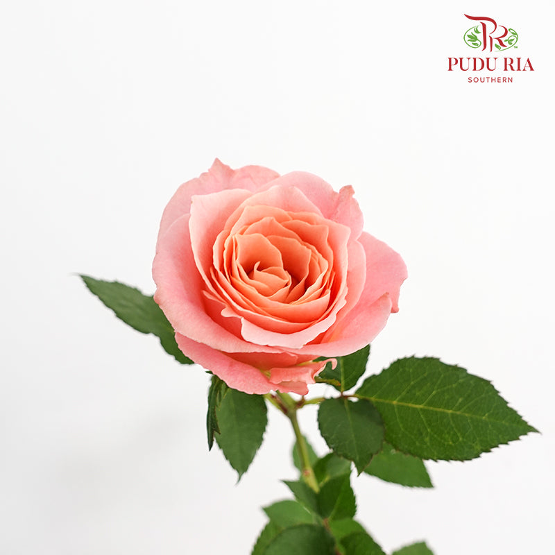 Rose Miss Piggy - (8-10 Stems)