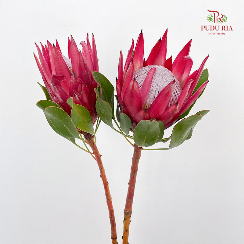 Protea Madiba 玛迪巴帝王花 - (2 Stem)