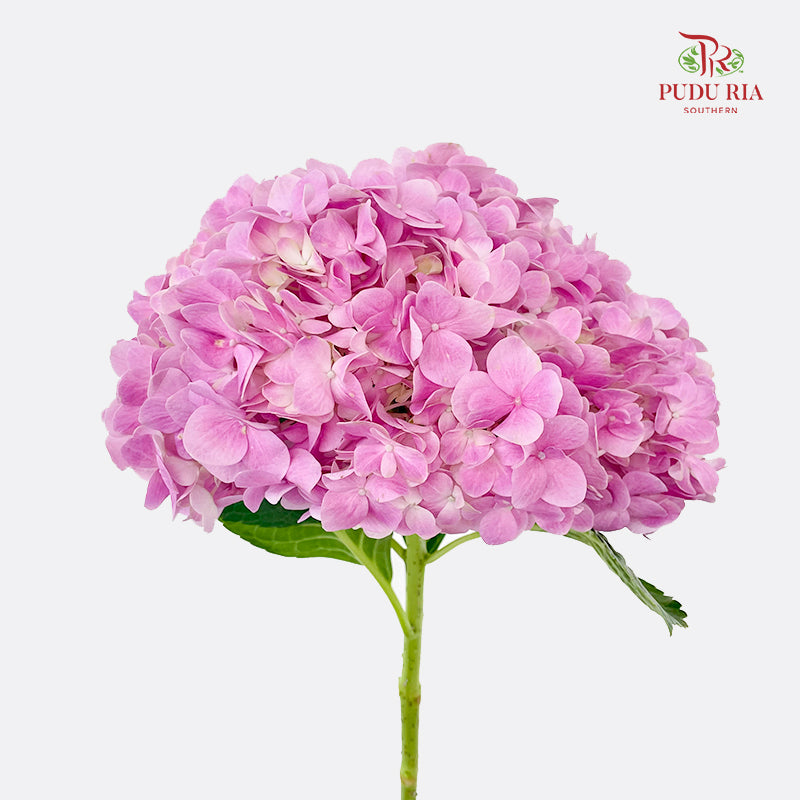 Hydrangea Pink 绣球花 - (Per Stem)