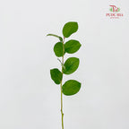 Salal Leaf - (Per Bundle)