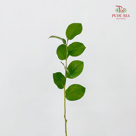 Salal Leaf - (Per Bundle)