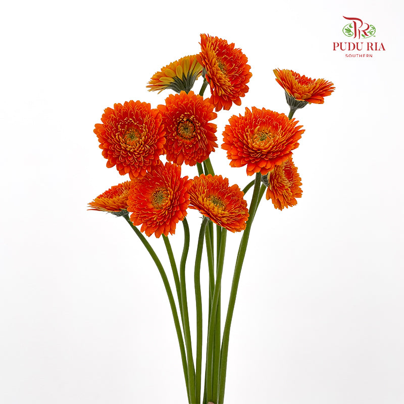 Gerbera Mini Orange 非洲菊 - (8-10 Stems)
