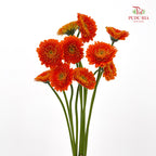 Gerbera Mini Orange 非洲菊 - (8-10 Stems)