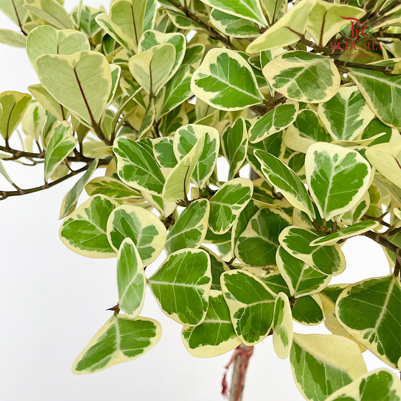 Ficus Triangularis Variegata Lolipop