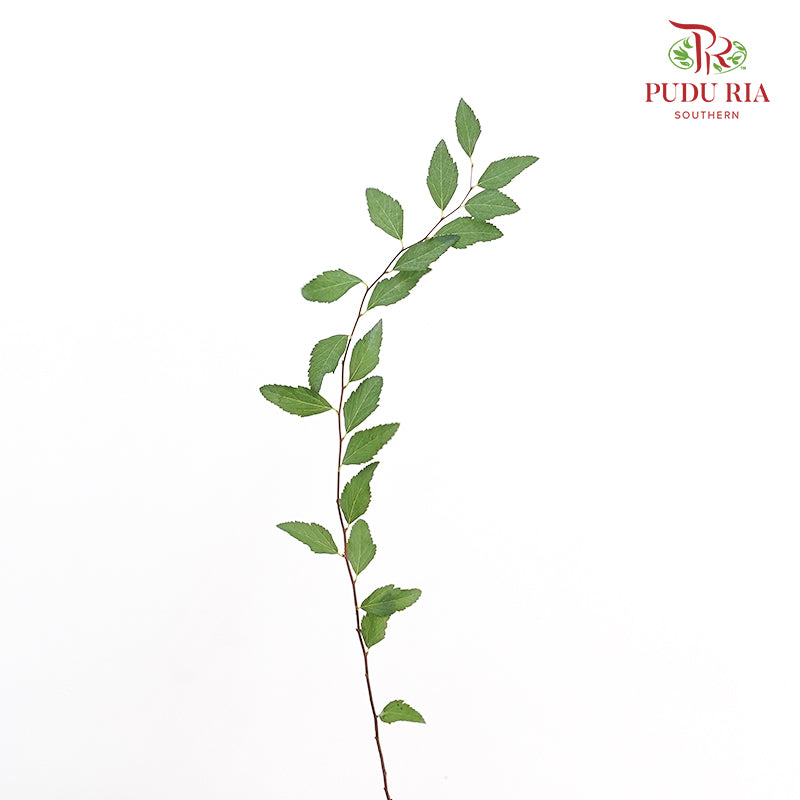 Spiraea Japonica Leaf 粉花绣线菊叶 - (Per Bundle)