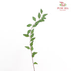Spiraea Japonica Leaf 粉花绣线菊叶 - (Per Bundle)