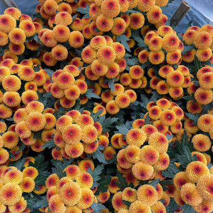 Chrysanthemum pom-pom (12寸盆) 菊花