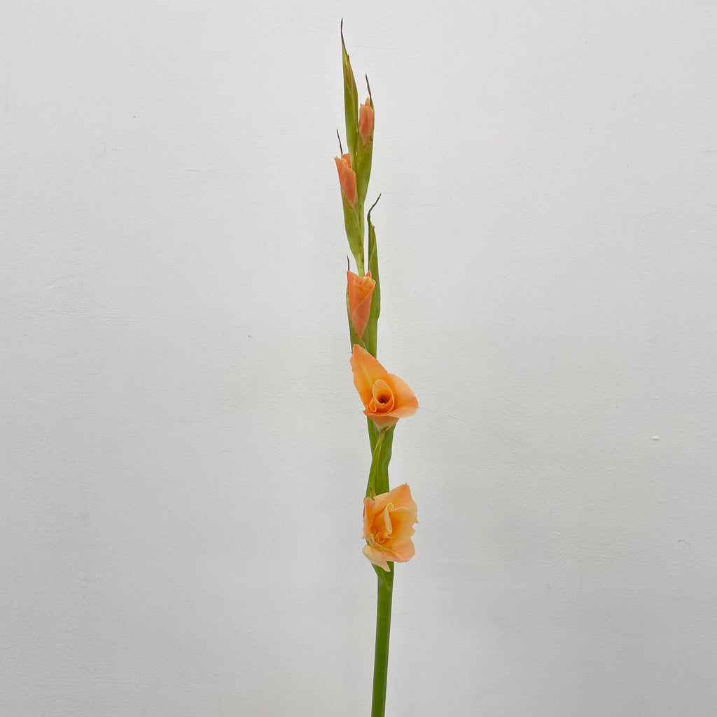 Gladiolus Orange 橘色剑兰花 - (10 Stems)