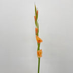 Gladiolus Orange 橘色剑兰花 - (9 - 10 Stems)