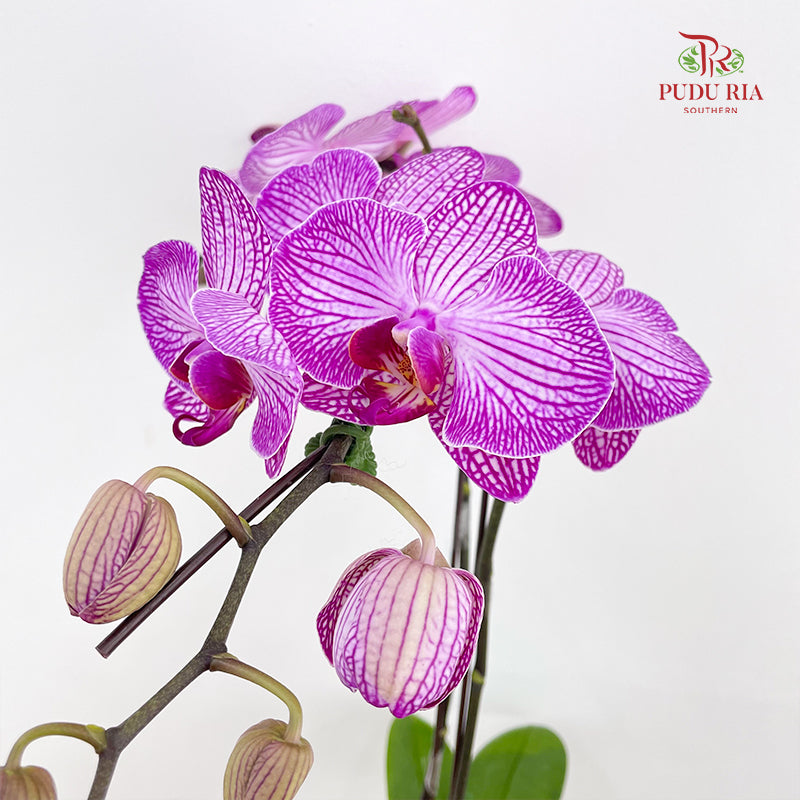 Phalaenopsis Orchid White Line Purple Medium Double Stems