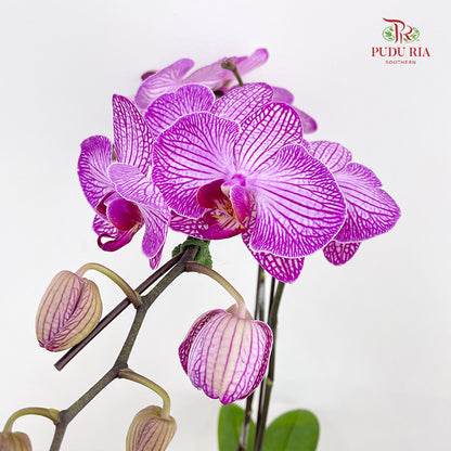 Phalaenopsis Orchid White Line Purple Medium Double Stems