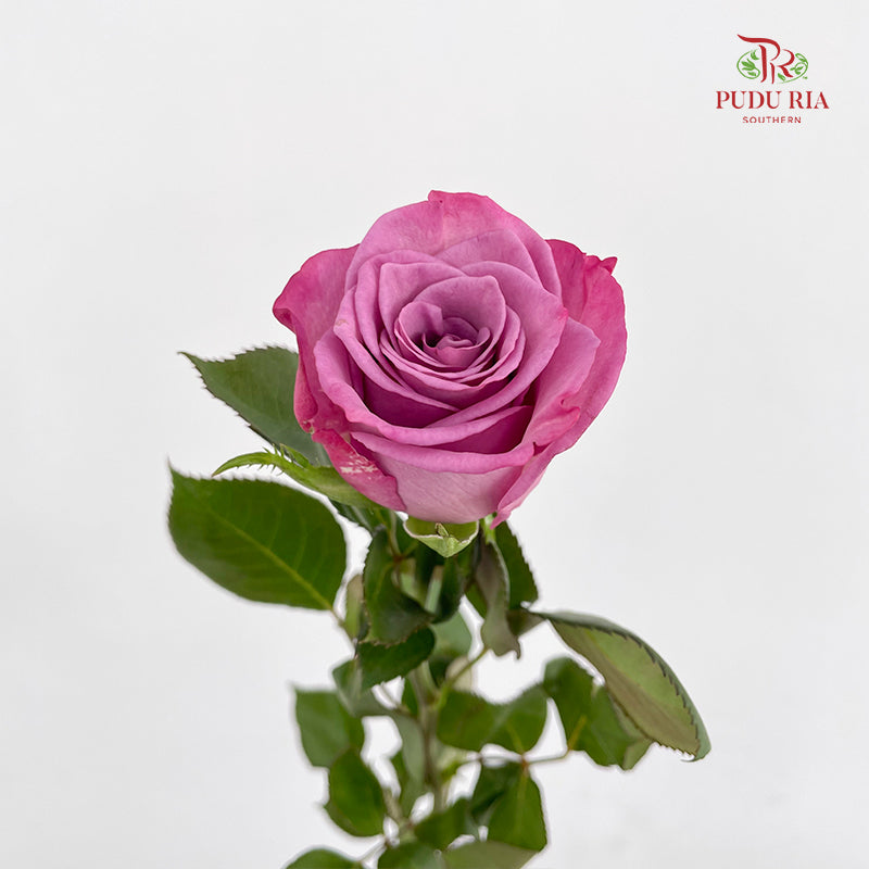 Rose Moody Blue - (8-10 Stems)