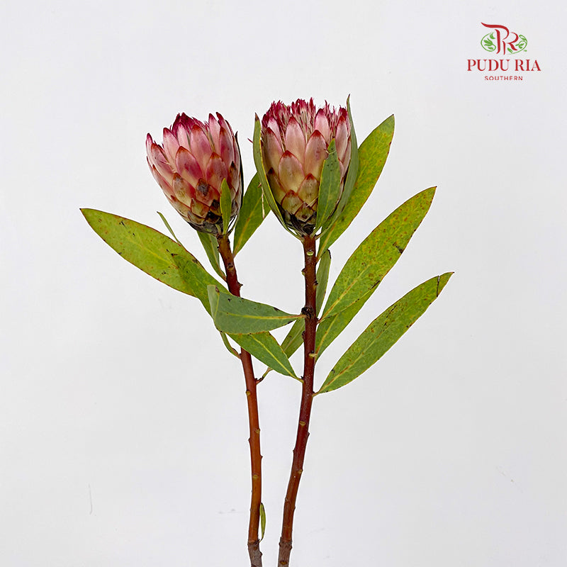 Protea Robijn 红宝石帝王花 - (2 Stems)