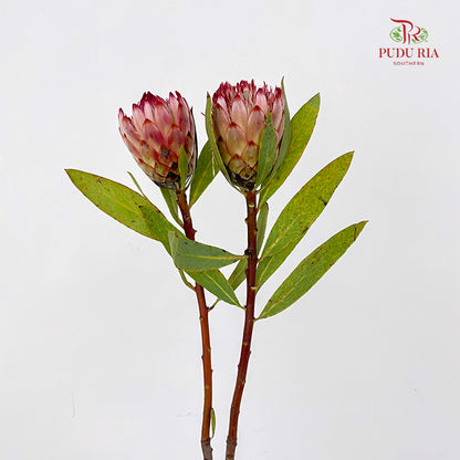 Protea Robijn 红宝石帝王花 - (2 Stems)