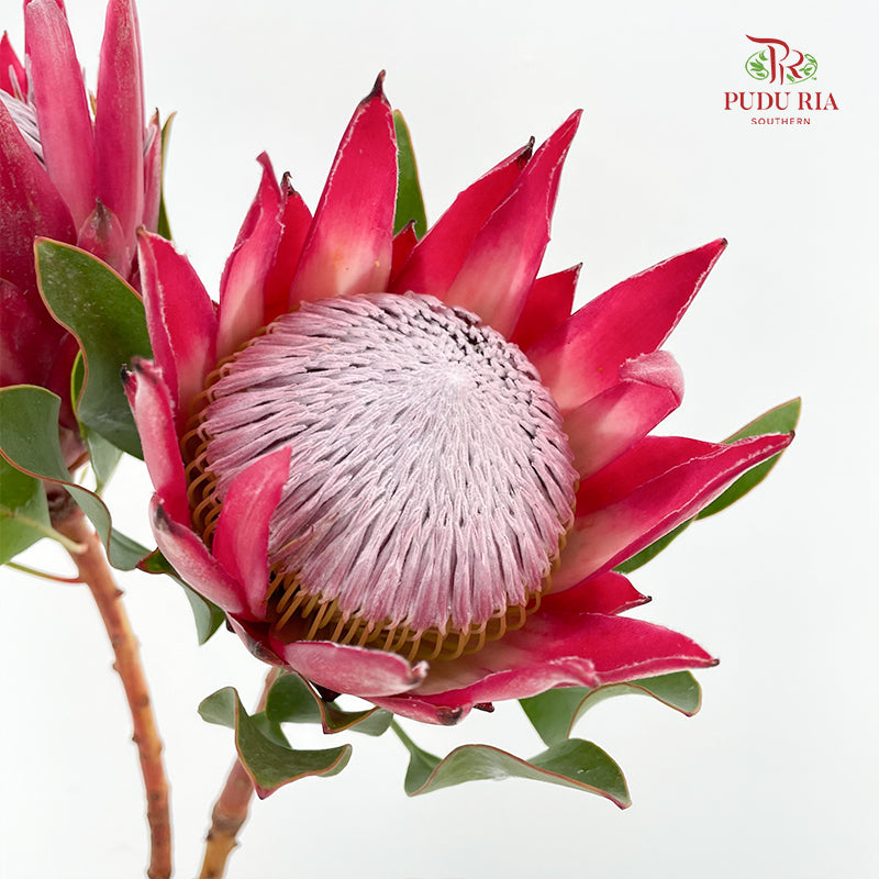 Protea Madiba 玛迪巴帝王花 - (2 Stem)
