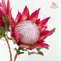 Protea Madiba 玛迪巴帝王花 - (2 Stem)