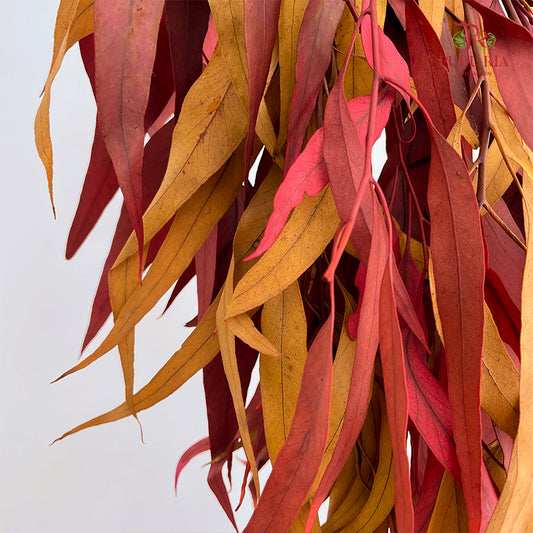 Preservative Eucalyptus Exotica