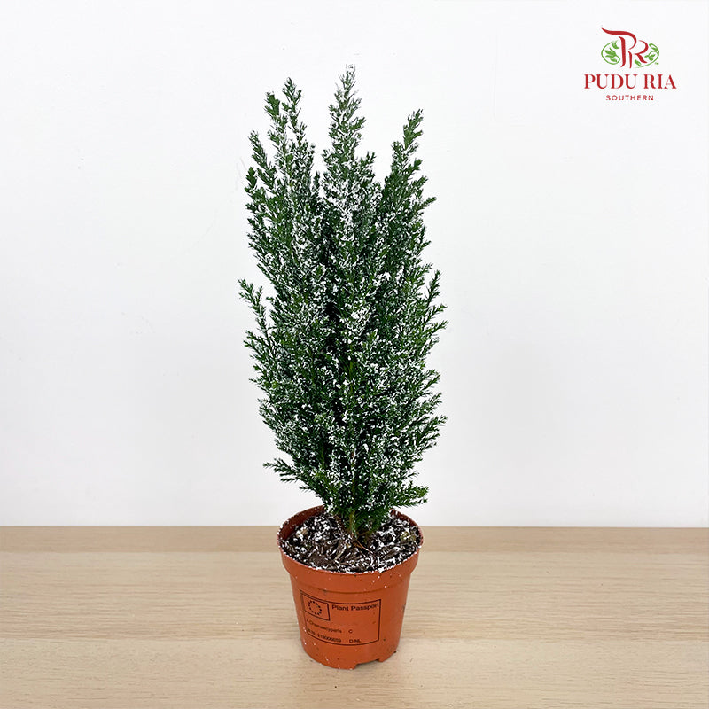 Chamaecyparis Ellwoodii / Snow White 30CM