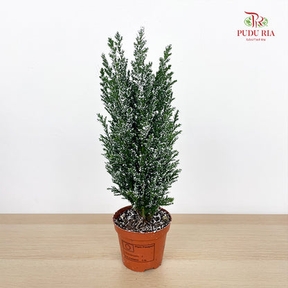 Chamaecyparis Ellwoodii / Snow White 30CM