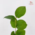 Salal Leaf - (Per Bundle)