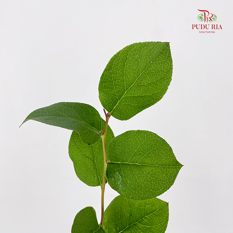 Salal Leaf - (Per Bundle)