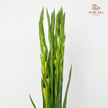 Gladiolus Yellow 剑兰花 - (10 Stems)