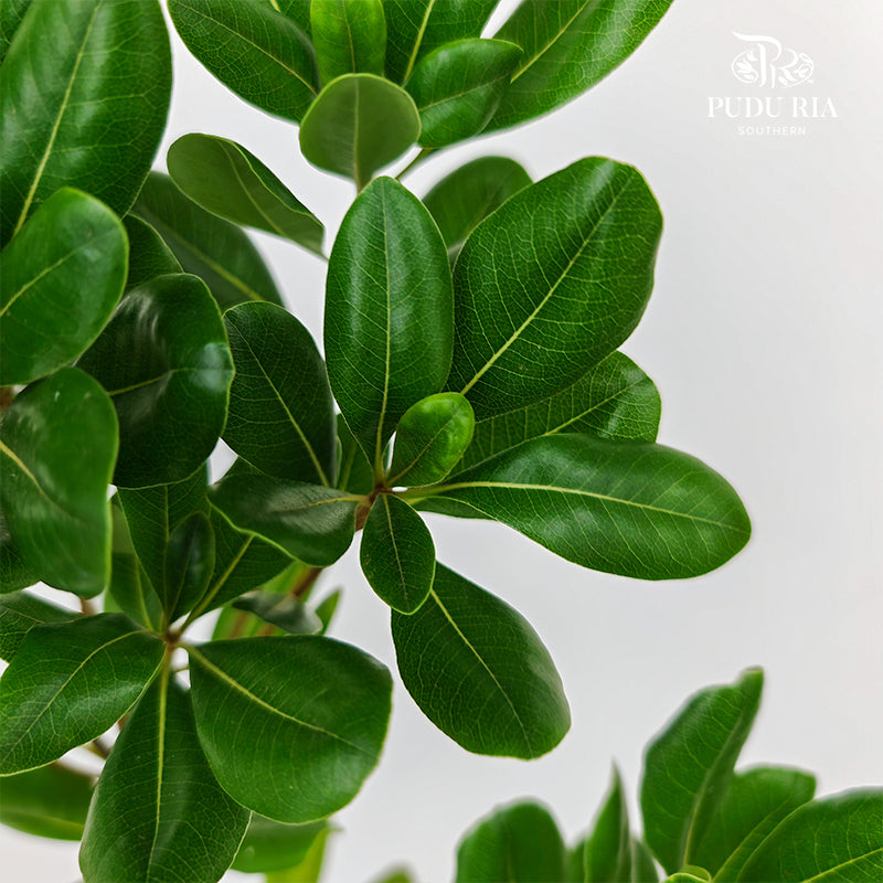 Pittosporum Tobira Leaf 花叶海桐 - (Per Bundle)