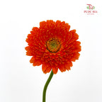Gerbera Mini Orange 非洲菊 - (8-10 Stems)