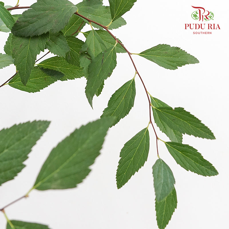 Spiraea Japonica Leaf 粉花绣线菊叶 - (Per Bundle)
