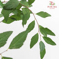 Spiraea Japonica Leaf 粉花绣线菊叶 - (Per Bundle)