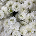 Chrysanthemum Pompom Button White - (10-12 Stems)