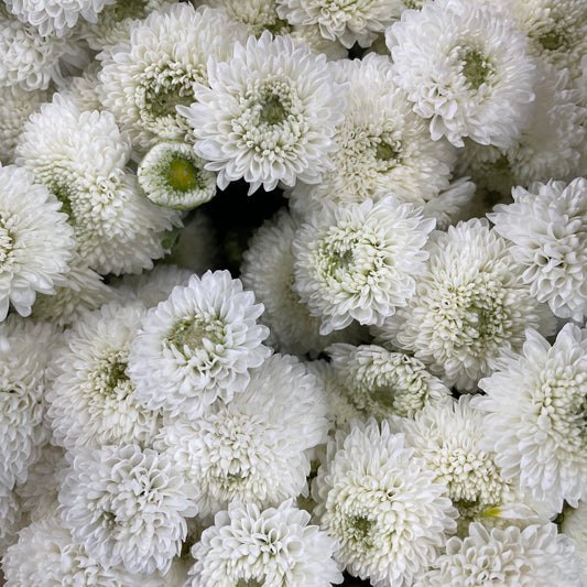 Chrysanthemum Pompom Button White - (10-12 Stems)