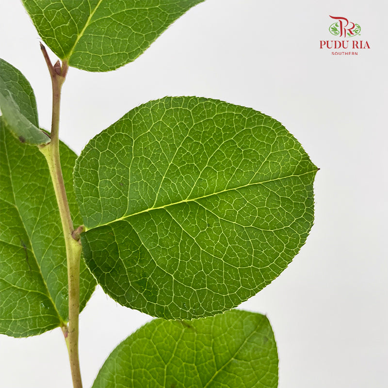 Salal Leaf - (Per Bundle)