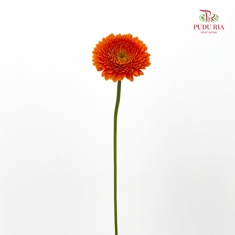 Gerbera Mini Orange 非洲菊 - (8-10 Stems)
