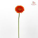 Gerbera Mini Orange 非洲菊 - (8-10 Stems)