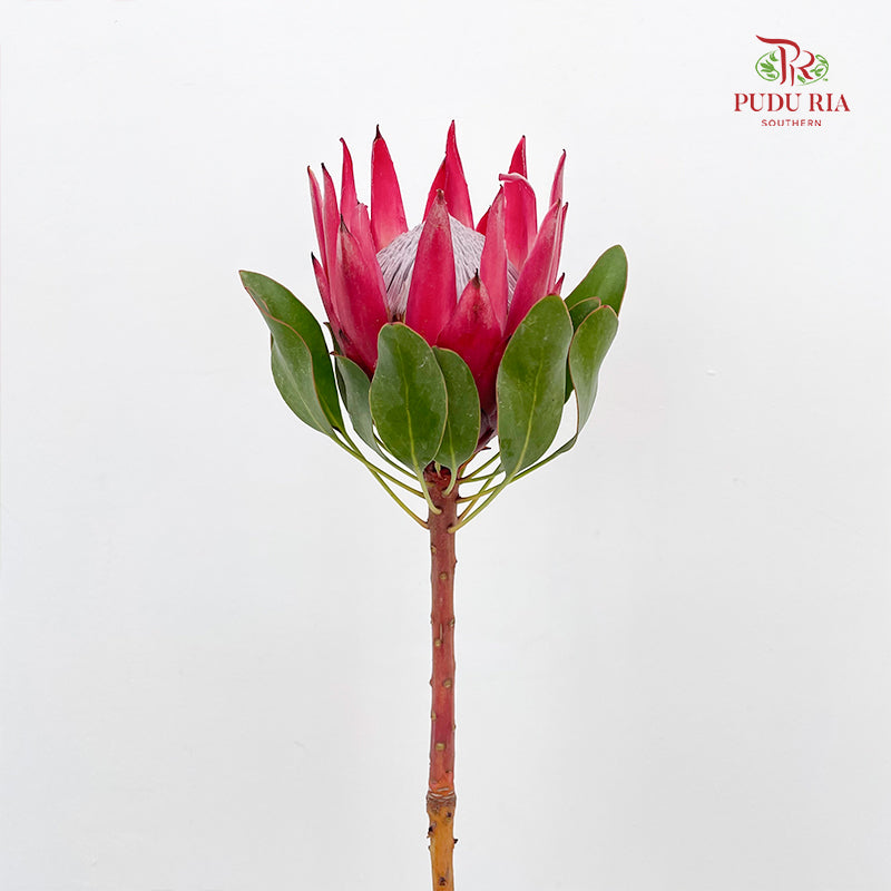 Protea Madiba 玛迪巴帝王花 - (2 Stem)