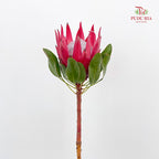 Protea Madiba 玛迪巴帝王花 - (2 Stem)