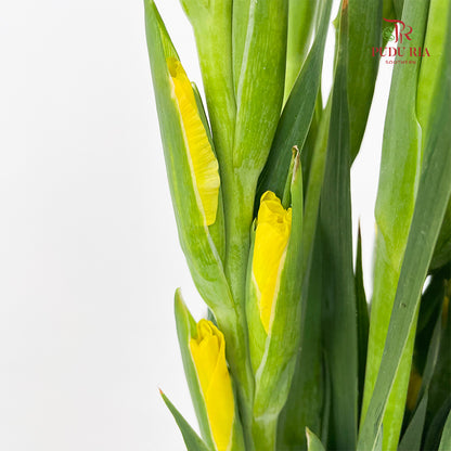 Gladiolus Yellow 剑兰花 - (10 Stems)
